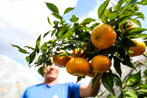 Nông dân Hà Tĩnh an tâm thu hoạch cam nhờ camera giám sát