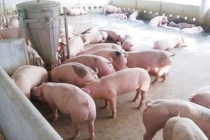 Giá heo hơi hôm nay 5/12/2025: Tiếp tục lập đỉnh mới