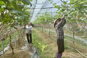 Mô hình trồng nho Sông Lô: tạo sinh kế bền vững, hút khách trải nghiệm