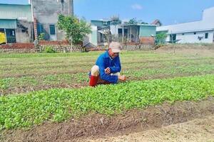 Gia Lai tất bật phục hồi sản xuất rau xanh phục vụ thị trường Tết