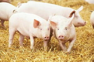 Giá heo hơi hôm nay 10/12/2025: Biến động trái chiều