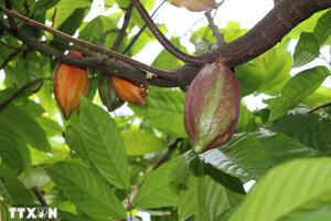 Giá ca cao tăng nhờ kỳ vọng nguồn cung bị thắt chặt dù lực cầu suy yếu