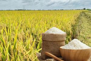 Giá lúa gạo hôm nay ngày 12/12: Gạo thơm neo giá cao, lúa giữ giá