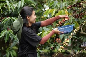 Giá cà phê hôm nay 13/12/2025: Giảm nhẹ