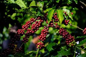 Bản tin nông sản hôm nay (13-12): Giá cà phê lao dốc ngày cuối tuần