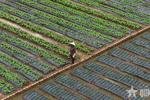 Thủ phủ rau Lâm Đồng hồi sinh