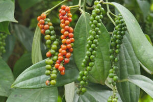 Xuất xứ hàng hóa và con đường nâng giá trị hồ tiêu, gia vị Việt Nam