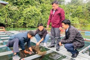 Tuyên Quang: Thêm sinh kế cho người dân từ mô hình nuôi cá lăng chấm trên lòng hồ