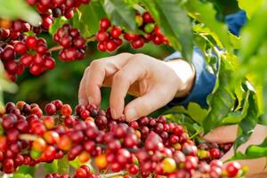 Bản tin nông sản hôm nay (24-12): Giá cà phê tiếp tục tăng mạnh