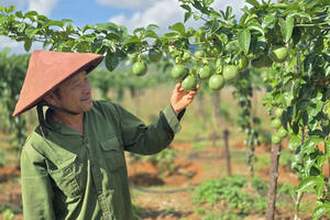 Xuất khẩu nông sản: Những tín hiệu tích cực từ thị trường EU