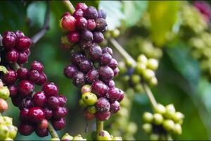 Bản tin nông sản hôm nay (28-12): Giá cà phê và hồ tiêu ổn định