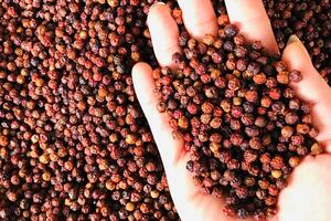 Bản tin nông sản hôm nay (30-12): Giá hồ tiêu ổn định