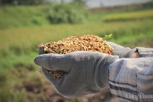 Xuất khẩu gạo: Xoay trục từ 'bán nhiều' sang 'bán giá trị'