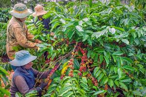 Bản tin nông sản hôm nay (31-12): Giá cà phê tăng mạnh