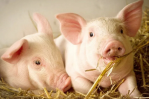 Giá heo hơi hôm nay 31/12/2025: Diễn biến trái chiều