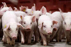 Giá heo hơi hôm nay 6/1/2026: Tăng 1.000 đồng