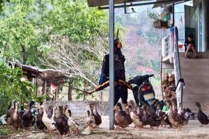 Mường Lạn đánh thức lợi thế giống vịt cổ xanh, hướng tới sản phẩm OCOP