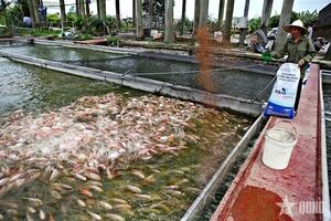 Việt Nam phấn đấu xuất khẩu thủy sản 11,5 tỷ USD năm 2026