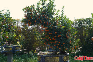 Quất gỗ lũa độc lạ giúp nhà vườn Tứ Liên ‘hái lộc’