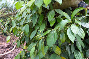 Giá tiêu hôm nay 9/1/2026: Cao nhất 152.500 đồng/kg