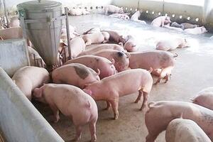 Giá heo hơi hôm nay 14/1/2026: Miền Bắc lập đỉnh mới 76.000 đồng/kg