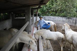 Thư về tòa soạn: Thoát nghèo nhờ nuôi ngựa bạch