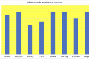 Giá heo hơi hôm nay 20/1/2026: Tiếp đà tăng tại nhiều nơi