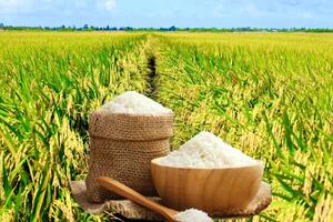 Giá lúa gạo hôm nay ngày 20/1/2026: Gạo xuất khẩu tiếp đà tăng