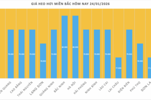 Giá heo hơi hôm nay 24/1/2026: Chạm mốc 80.000 đồng/kg