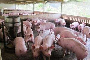 Giá heo hơi hôm nay 26/1/2026: Tăng rải rác
