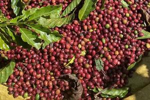 Nguồn cung thắt chặt, giá cà phê thế giới đồng loạt tăng