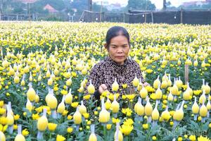 Giữ nhịp Tết trên cánh đồng hoa Tây Tựu