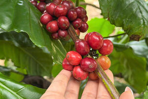 Giá cà phê hôm nay 29/1/2026: Tăng nhẹ 200 - 700 đồng/kg