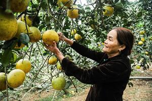 Giữ hương bưởi miền trung du Hà Tĩnh