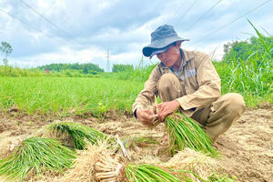 Quảng Ngãi: Thủ phủ kiệu Long Yên thắng lớn vụ Tết
