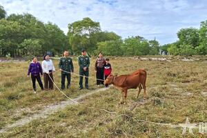 Mô hình “Bò giống quay vòng” giúp phụ nữ biên giới biển phát triển kinh tế