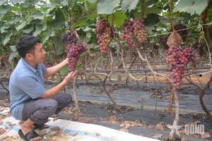 Cho đồng xanh thành tiếng hát