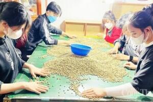 Giá cà phê hôm nay 2/2/2026: Đi ngang