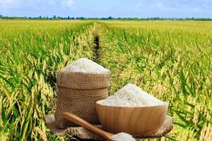 Giá lúa gạo hôm nay ngày 2/2/2026: Lúa thơm neo giá cao