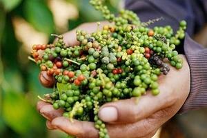 Giá tiêu hôm nay 3/2/2026: Cao nhất 152.000 đồng/kg