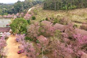 Quảng Ngãi: Măng Đen rực rỡ sắc hồng của mai anh đào