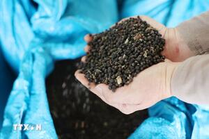 Bản tin nông sản hôm nay (5-2): Giá cà phê giảm mạnh; hồ tiêu giảm 1.000 đồng/kg