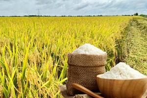 Giá lúa gạo hôm nay ngày 6/2/2026: Cận Tết thị trường giao dịch chậm