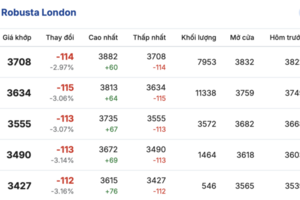 Giá cà phê hôm nay 7/2/2026: Đảo chiều tăng trở lại