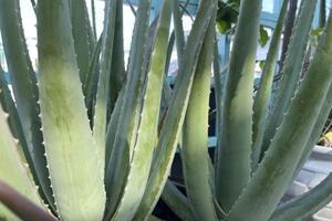 Liệu pháp điều trị Alzheimer mới từ hợp chất trong cây nha đam