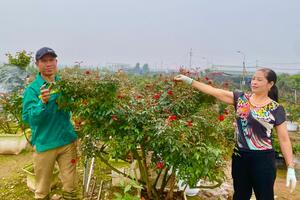 Vựa hoa Mê Linh những ngày giáp Tết