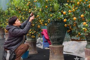 Hội chợ hoa xuân phường Long Biên