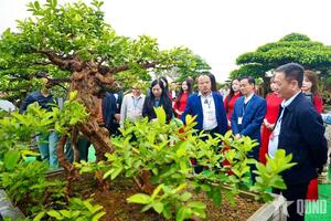 Lễ hội đền thờ Triệu Việt Vương: Đấu giá tác phẩm sinh vật cảnh hàng trăm triệu đồng