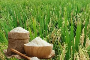 Bản tin nông sản hôm nay (25-2): Giá cà phê giảm, giá hồ tiêu tăng