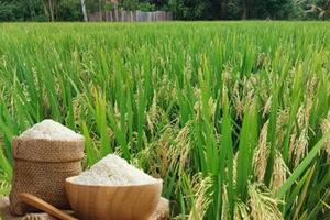 Giá lúa gạo hôm nay ngày 25/2/2026: Gạo xuất khẩu biến động nhẹ